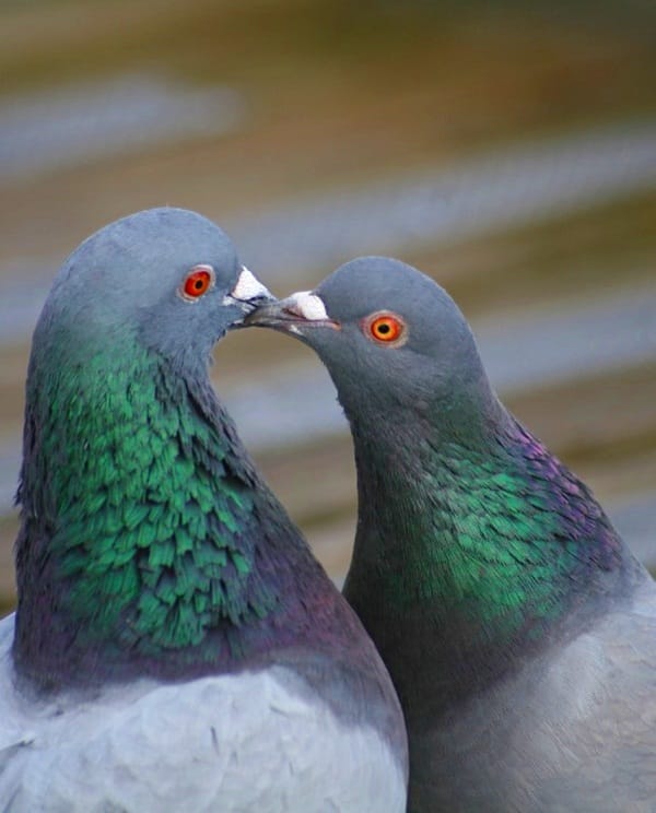 Beautiful Pigeon Photos  (10)