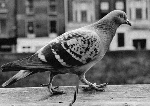 Beautiful Pigeon Photos  (15)