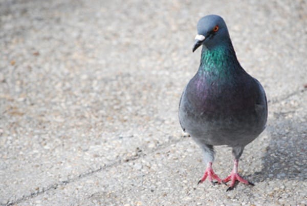 Beautiful Pigeon Photos  (2)