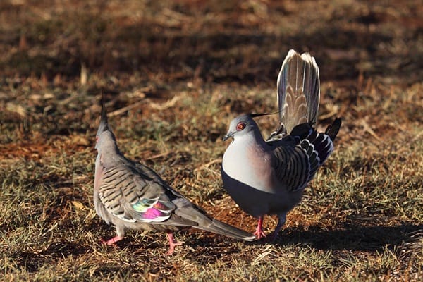 Beautiful Pigeon Photos  (23)