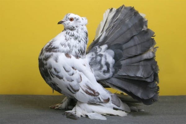 Beautiful Pigeon Photos  (3)