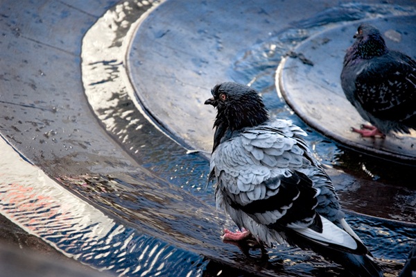 Soggy Pigeon