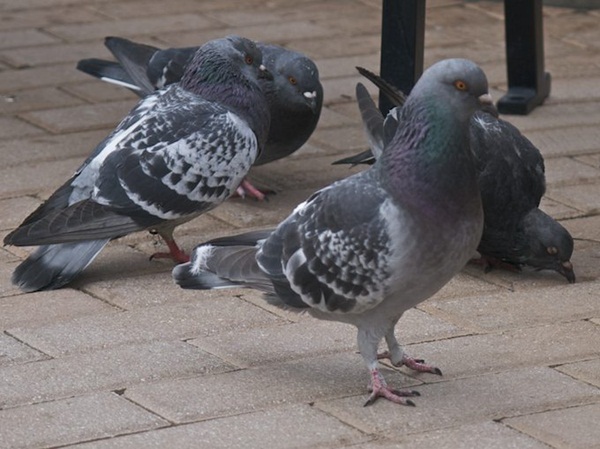 Beautiful Pigeon Photos  (36)