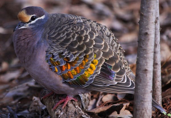 Beautiful Pigeon Photos  (39)