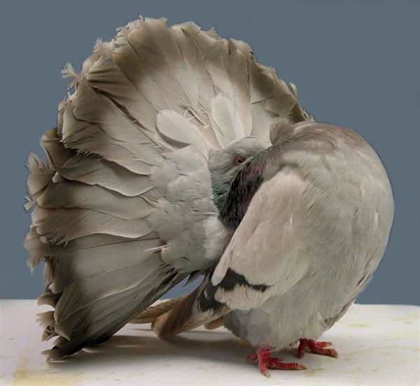 Beautiful Pigeon Photos  (5)