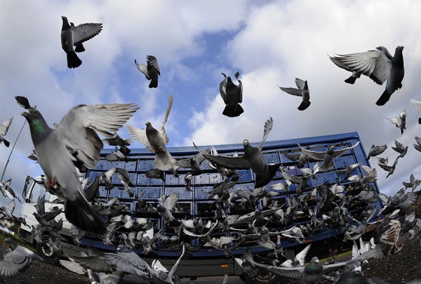 Racing pigeons are released from their racing boxes as they start their flight from Alnwick to their home lofts across Yorkshire and Humberside