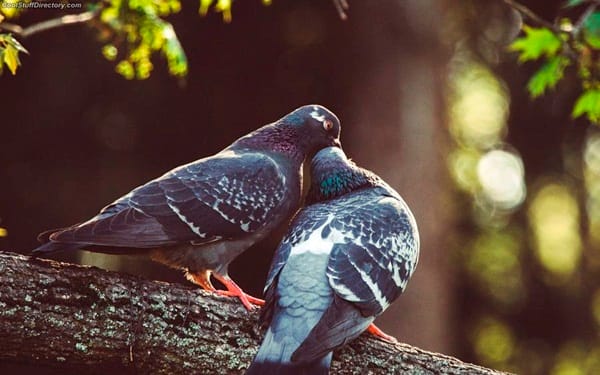 Beautiful Pigeon Photos  (9)