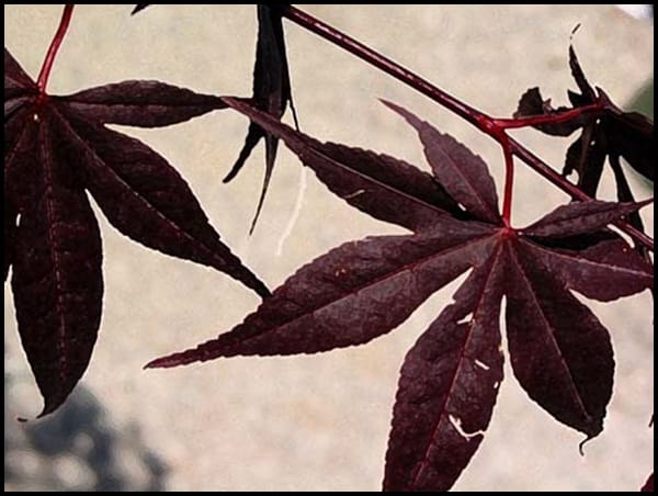 Examples Of Leaf Painting (6)