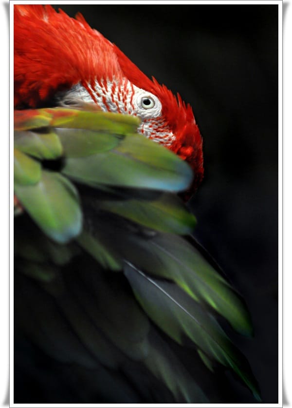 Pictures of Parrots (1)