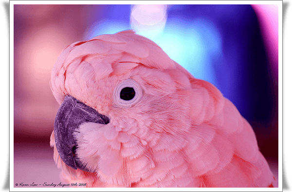 Pictures of Parrots (1)