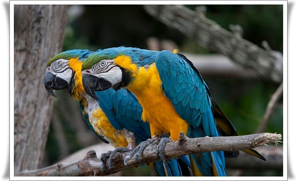 Pictures of Parrots (10)