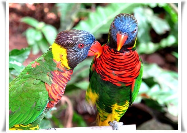 Pictures of Parrots (11)