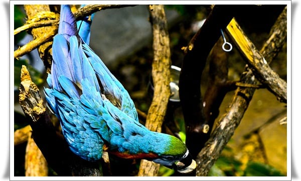 Pictures of Parrots (12)