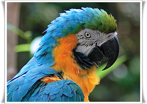 Pictures of Parrots (14)