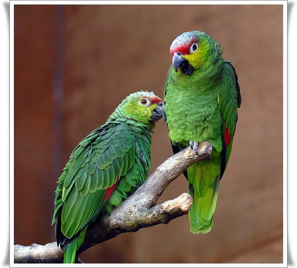 Pictures of Parrots (15)