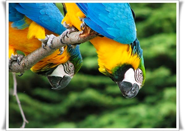 Pictures of Parrots (16)