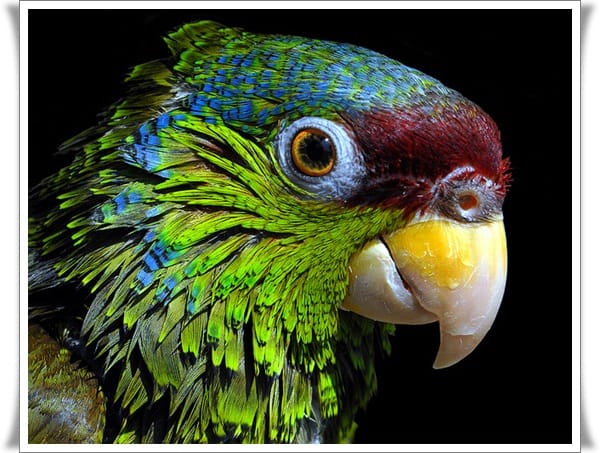 Pictures of Parrots (17)