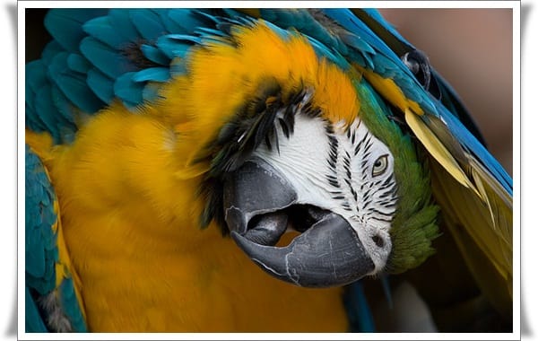 Pictures of Parrots (19)