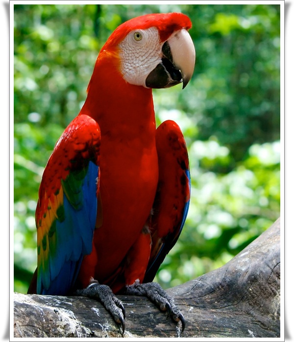 Pictures of Parrots (2)