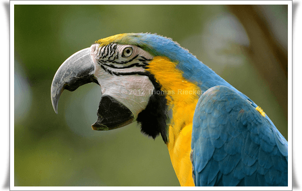 Pictures of Parrots (2)