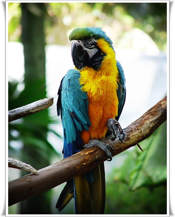 Pictures of Parrots (20)