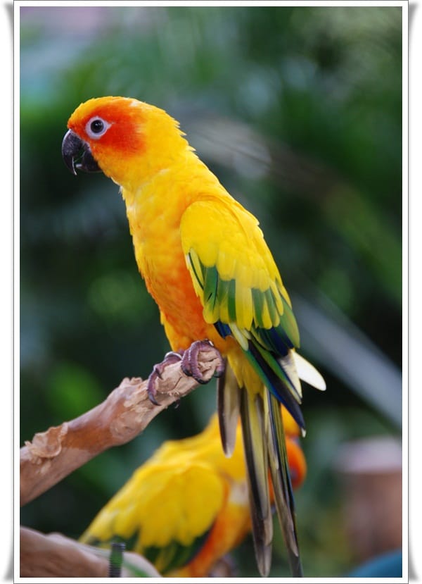 Pictures of Parrots (22)