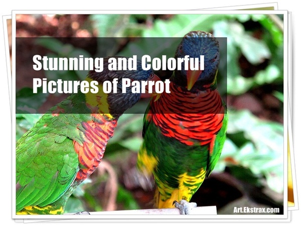 Pictures of Parrots (24)