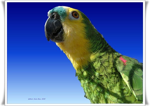 Pictures of Parrots (25)