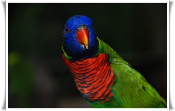 Pictures of Parrots (3)