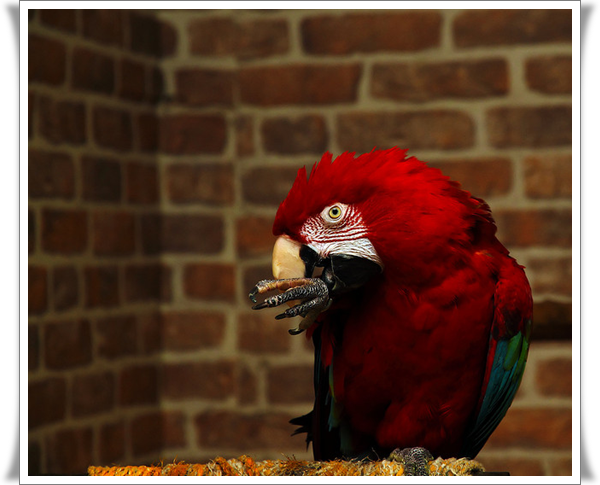 Pictures of Parrots (3)