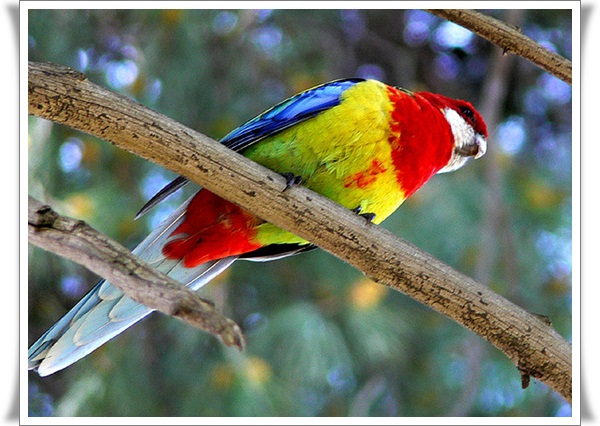 Pictures of Parrots (4)