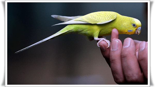 Pictures of Parrots (4)