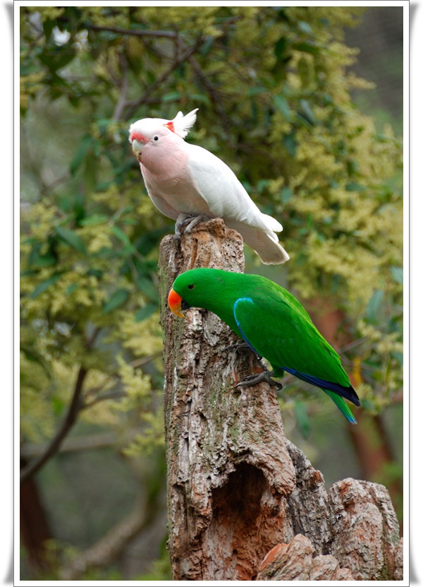 Pictures of Parrots (5)