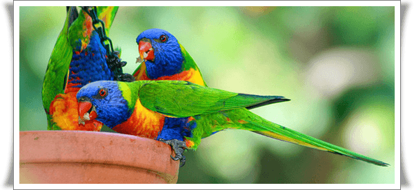 Pictures of Parrots (5)