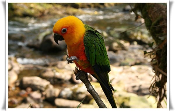 Pictures of Parrots (6)