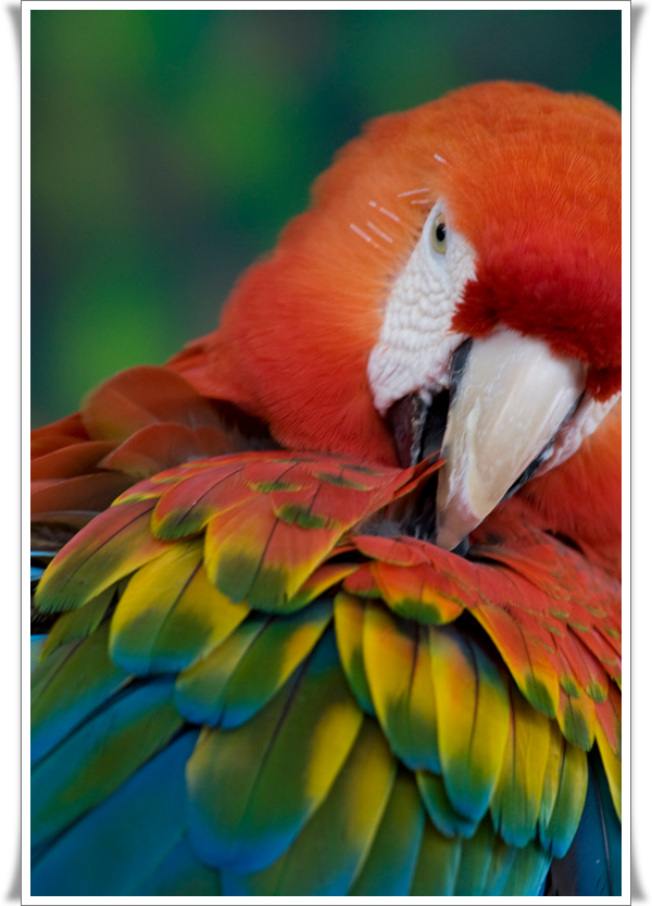 Pictures of Parrots (6)