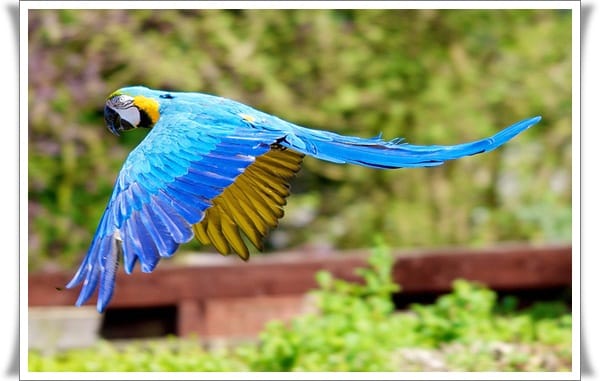 Pictures of Parrots (9)