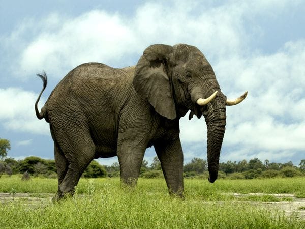 animals.nationalgeographic.com