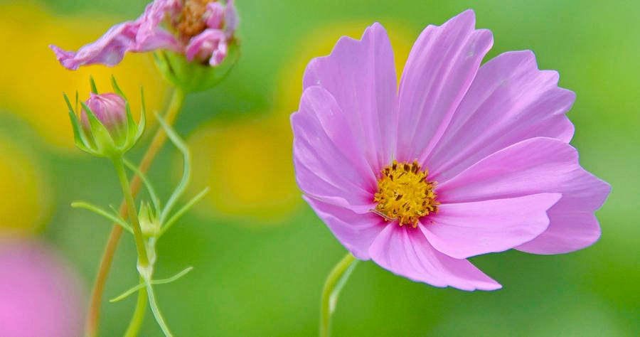 fineartamerica.com