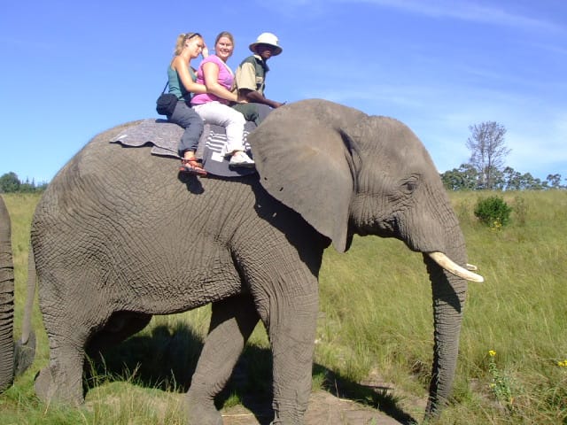 www.africa-safari.org.za