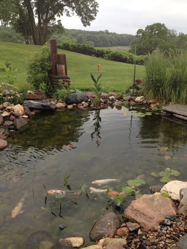 Elegant Backward Pond design (23)