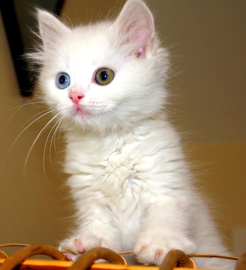cats 1