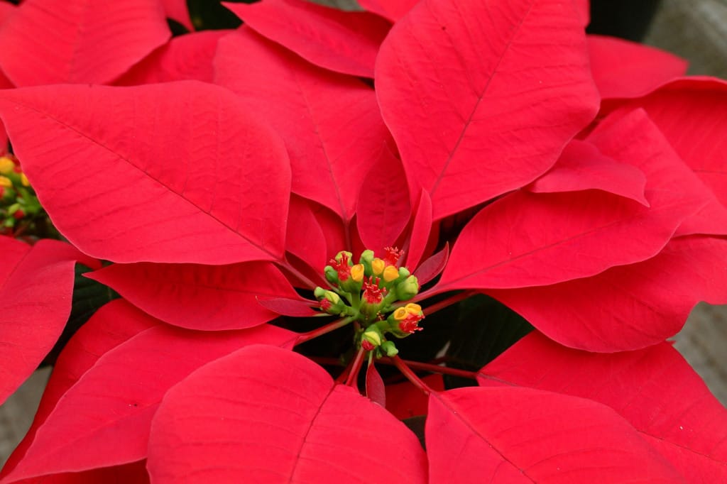 poinsettias