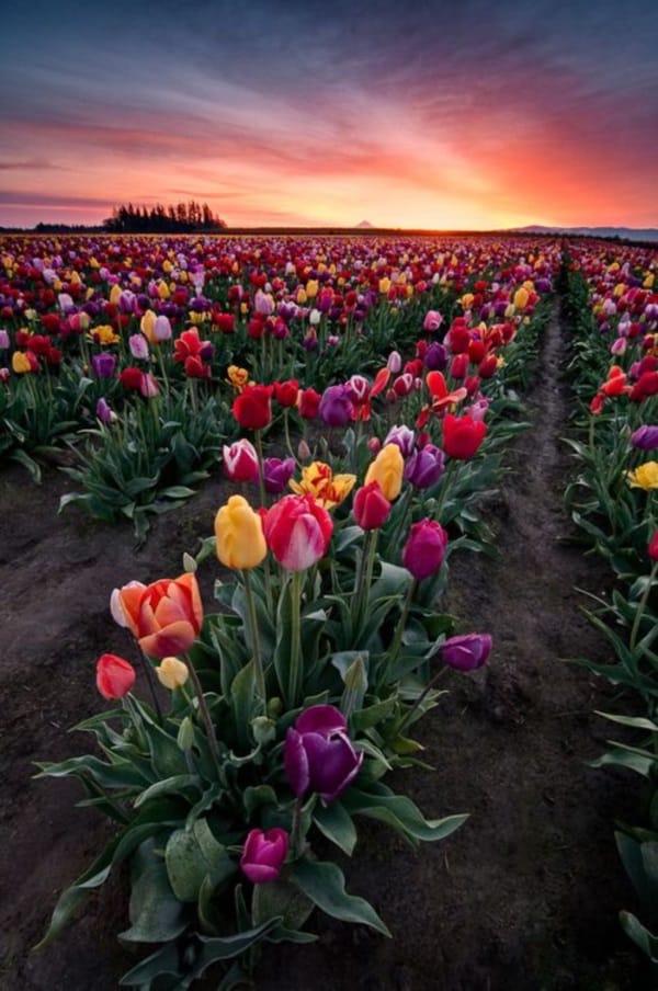 Fascinating Tulip field Pictures Never to be Missed (1)