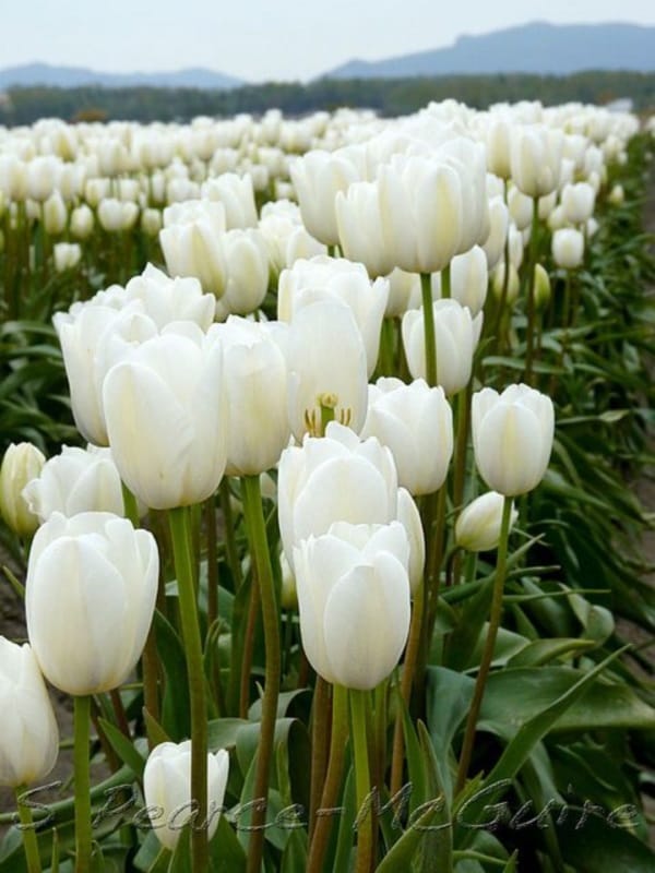 Fascinating Tulip field Pictures Never to be Missed (10)