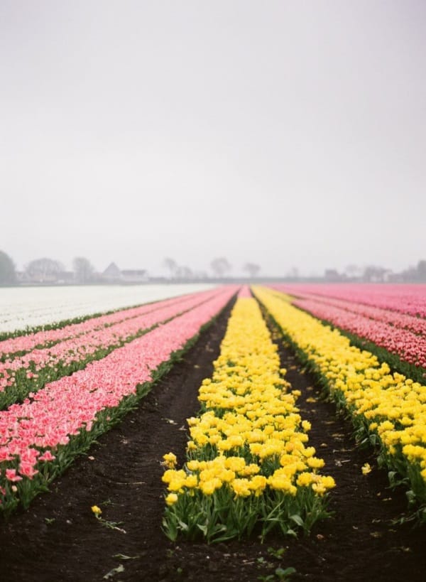 Fascinating Tulip field Pictures Never to be Missed (11)