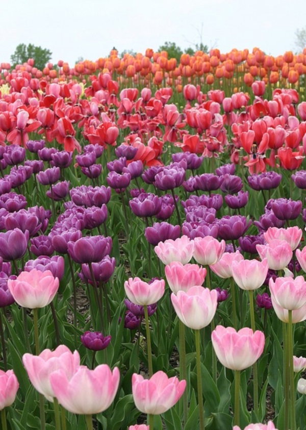 Fascinating Tulip field Pictures Never to be Missed (12)
