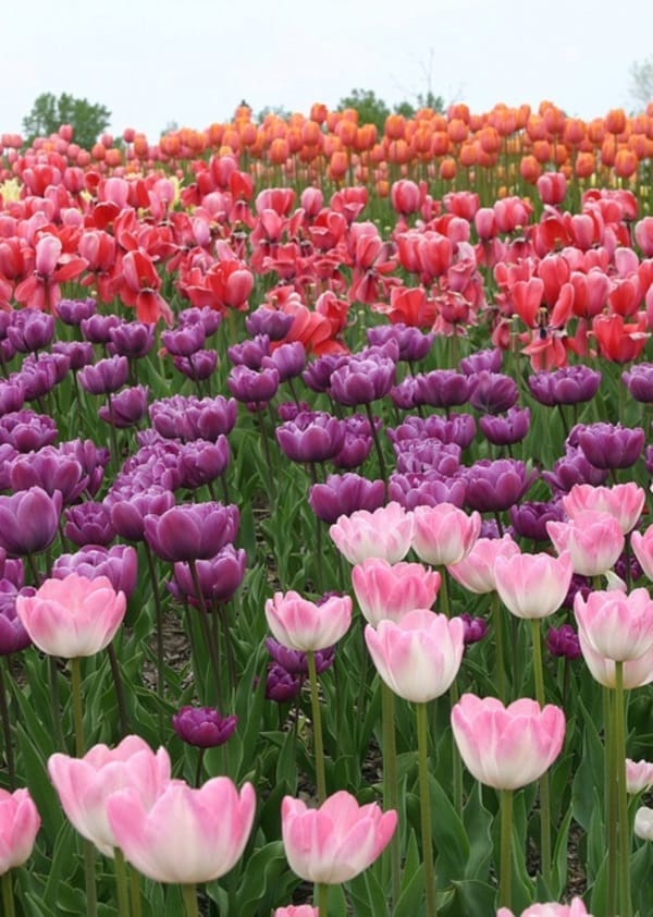 Fascinating Tulip field Pictures Never to be Missed (12)