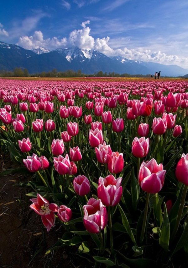 Fascinating Tulip field Pictures Never to be Missed (13)