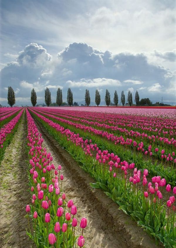 Fascinating Tulip field Pictures Never to be Missed (17)